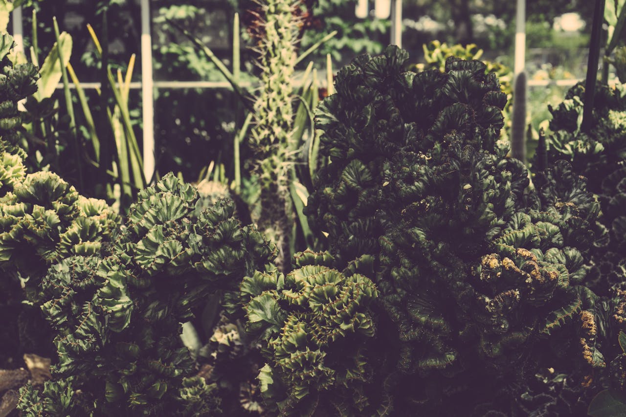 about-img Lush green succulents thriving in an outdoor garden create a natural, vibrant atmosphere.