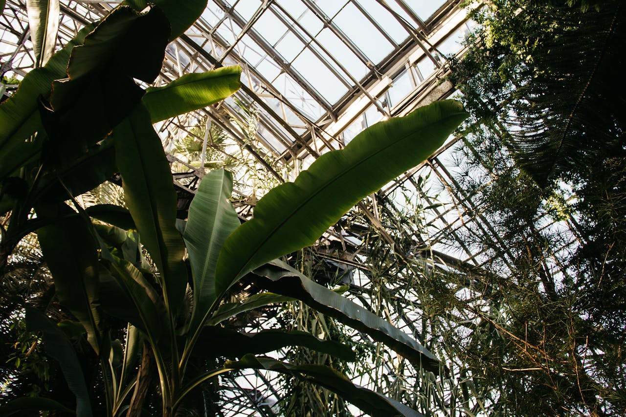 hero-gallery-03 A vibrant indoor greenhouse filled with lush tropical plants and sunlight filtering through glass ceiling.
