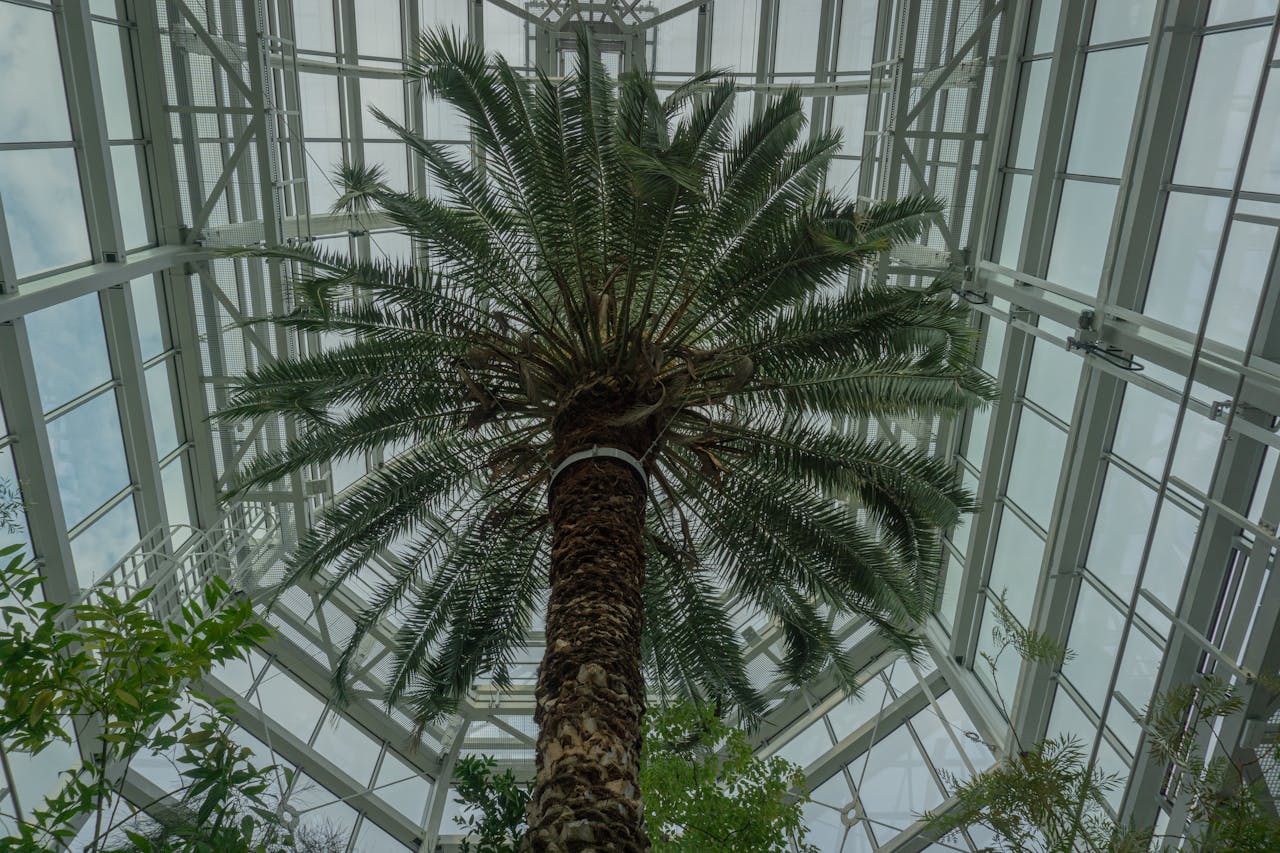 portfolio-img-04 Low-angle view of a palm tree inside a glass conservatory in Kraków, Poland.