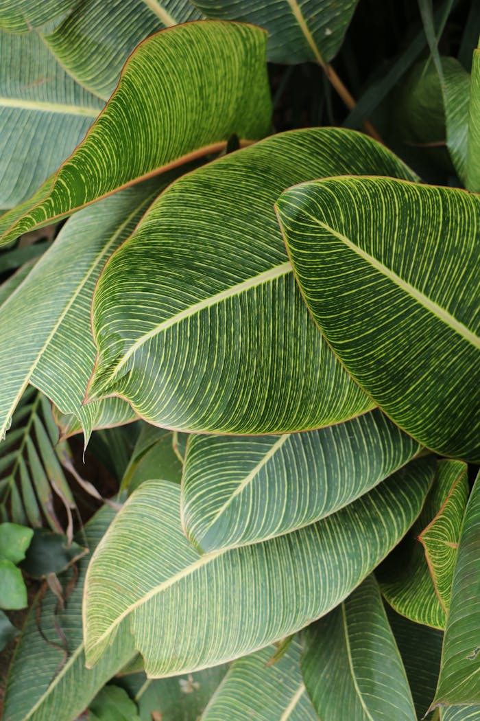 portfolio-img-03 Close-up of lush green tropical foliage featuring striped leaves, showcasing nature's intricate patterns.